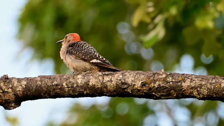 Woodpeckers cover
