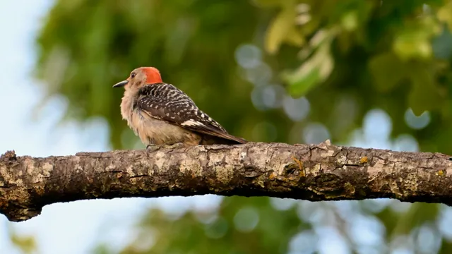 Red-bellied Woodpecker