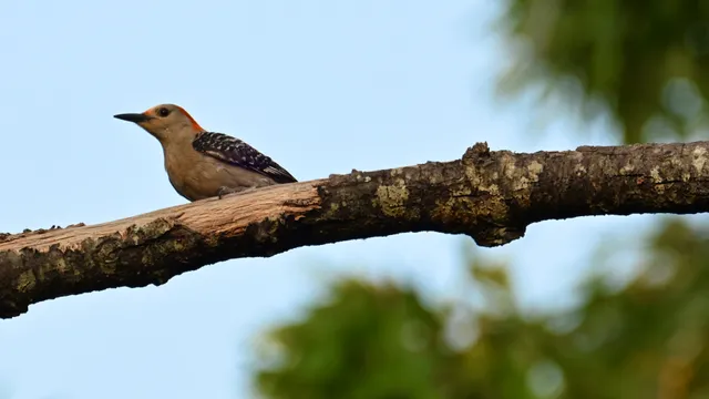 House Finch (female)