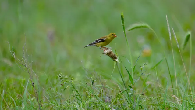 American Goldfinch