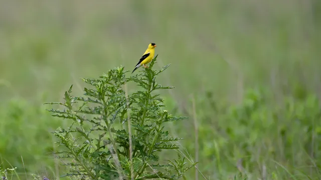 American Goldfinch