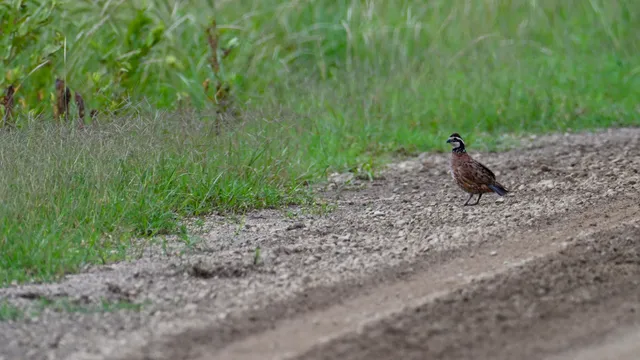Northern Bobwhite