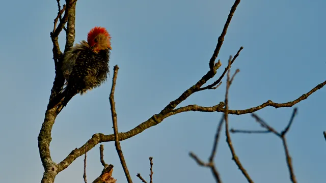 Red-bellied Woodpecker