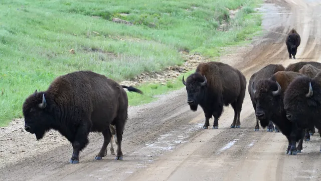 American Bison