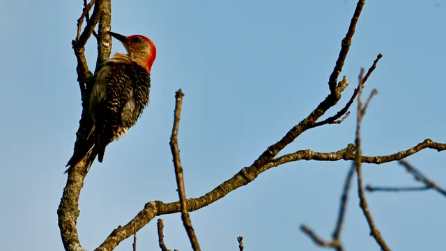 Red-bellied Woodpecker