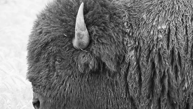 American Bison