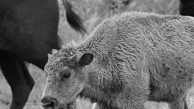 American Bison (calf)