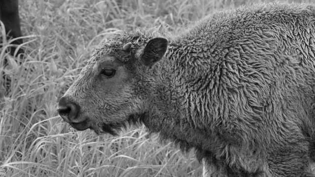 American Bison (calf)