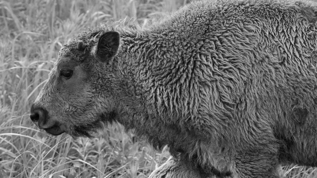 American Bison (calf)