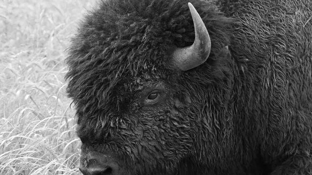 American Bison