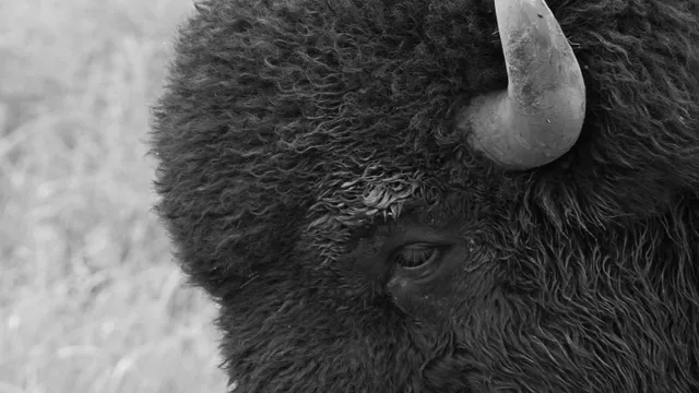 American Bison