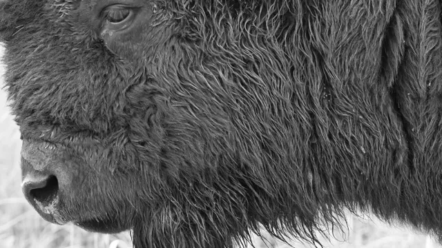 American Bison