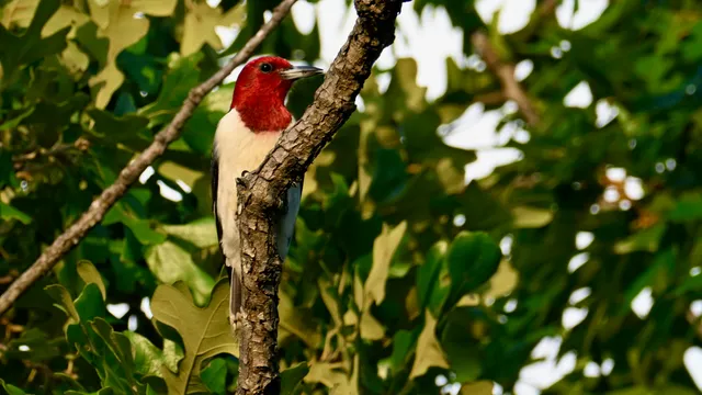 Red-headed Woodpecker