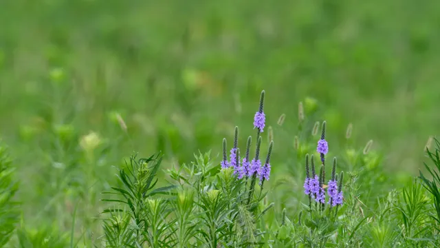 Wildflowers