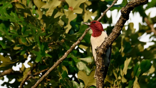 Red-headed Woodpecker