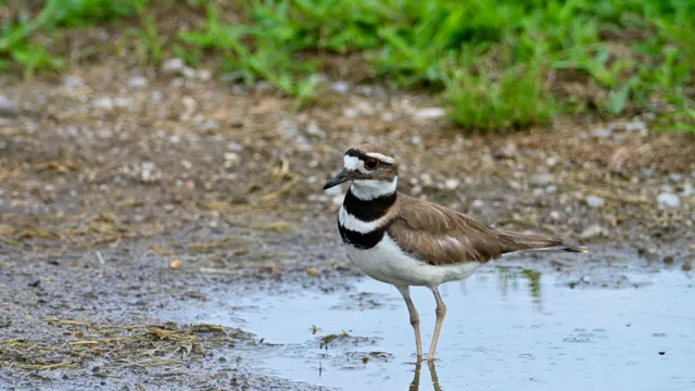 Killdeer
