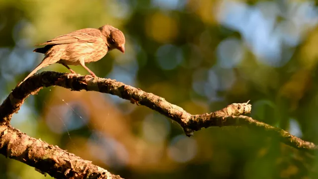 House Finch (female)