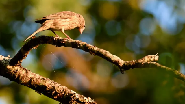 House Finch (female)