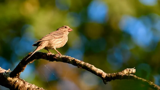 House Finch (female)