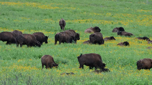 American Bison