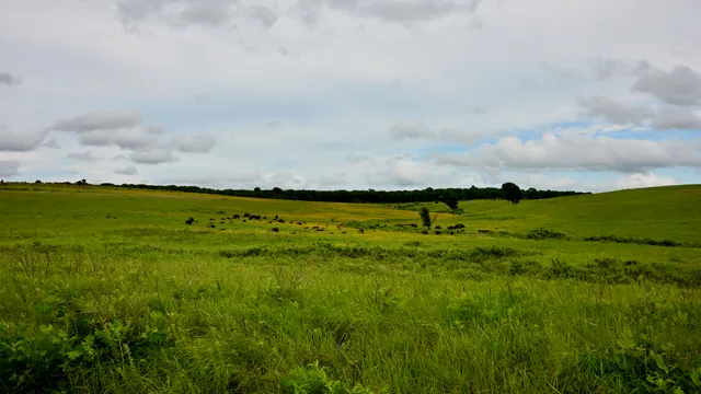 Prairie Landscape
