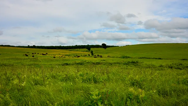 Prairie Landscape
