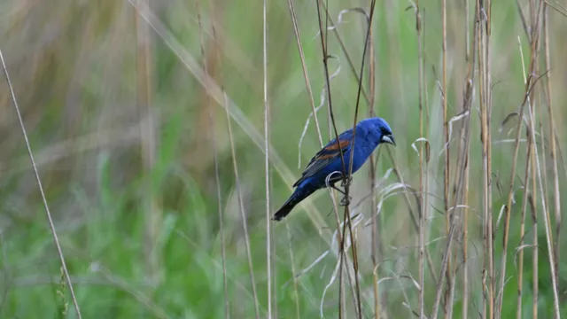 Blue Grosbeak