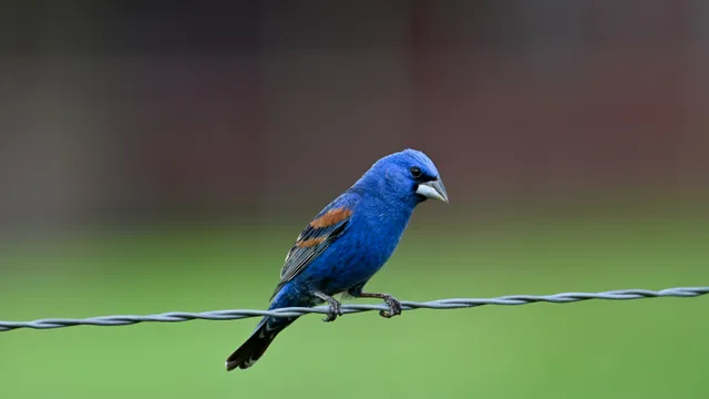 Blue Grosbeak