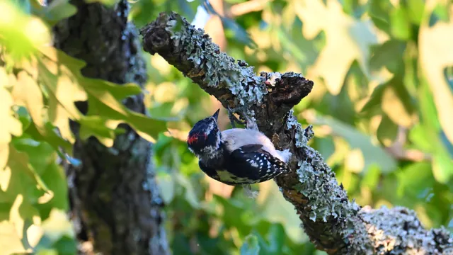 Downy Woodpecker