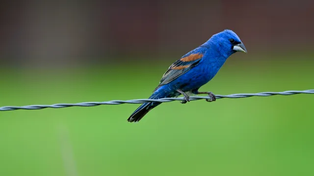 Blue Grosbeak