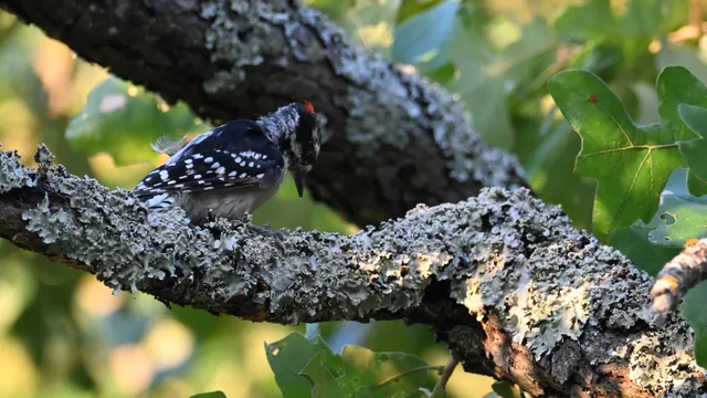 Downy Woodpecker