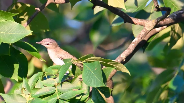 Brown Thrasher