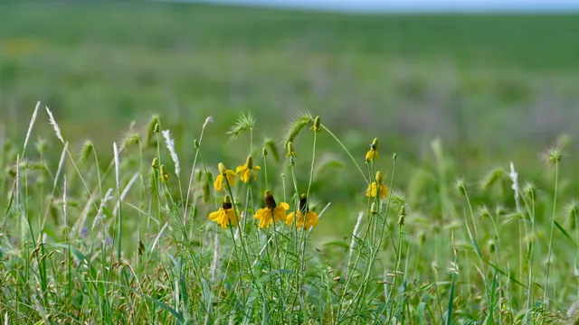 Wildflowers