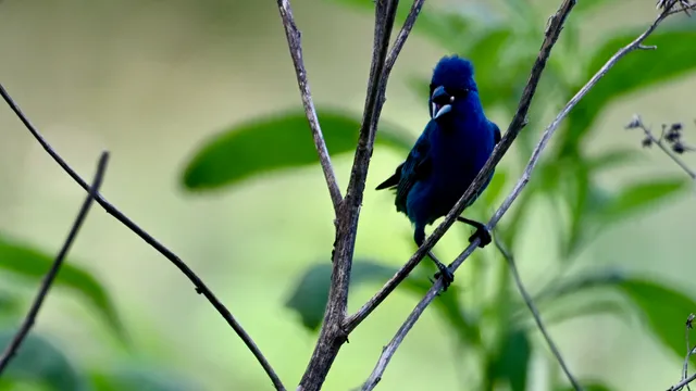 Indigo Bunting
