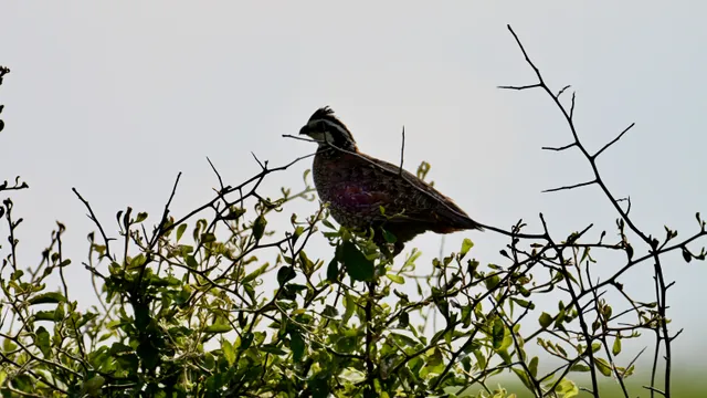 Common Grackle