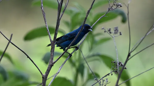 Brown-headed Cowbird
