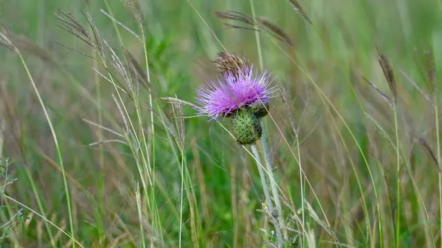 Thistle (wildflower)