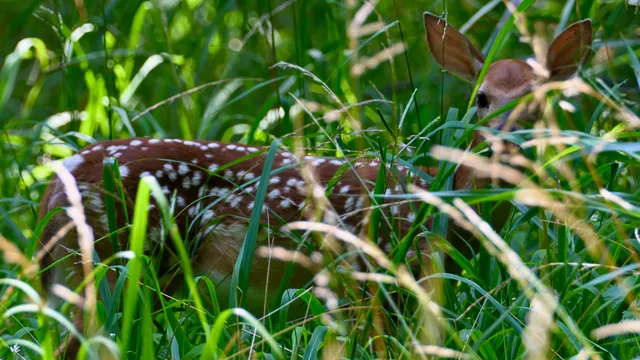 White-tailed Deer (fawn)