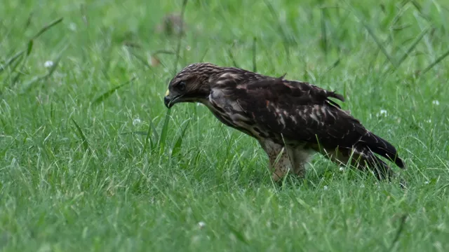 Red-tailed Hawk
