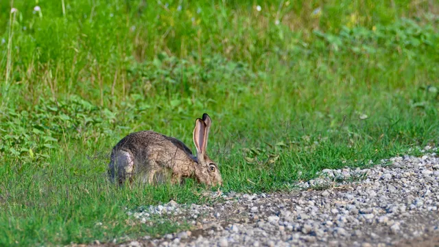 Black-tailed Jackrabbit