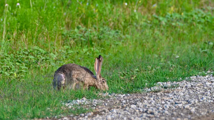 Rabbits cover
