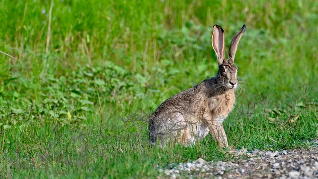 Black-tailed Jackrabbit
