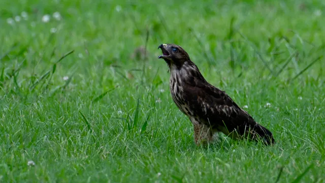 Red-tailed Hawk