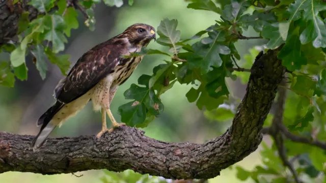 Red-tailed Hawk
