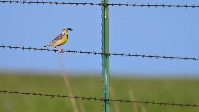 Eastern Meadowlark