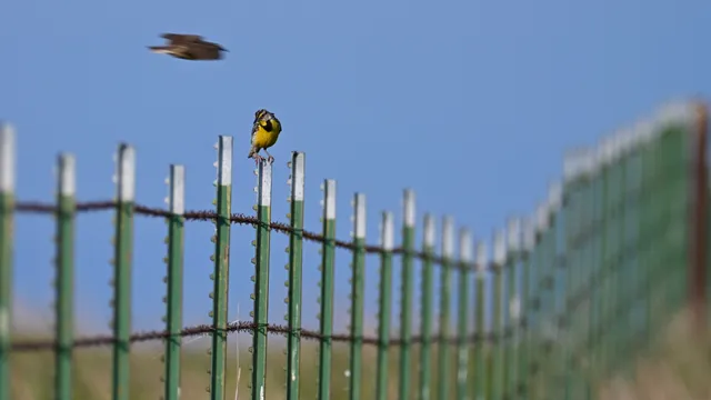 Eastern Meadowlark