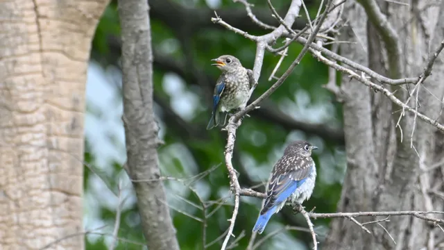 Eastern Bluebird