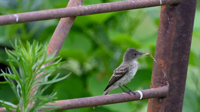 Eastern Phoebe