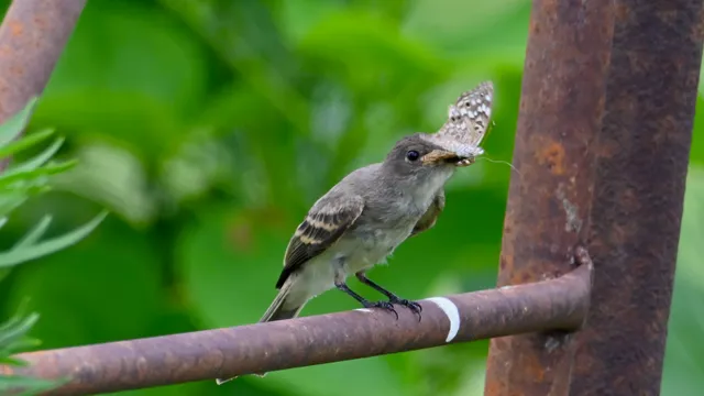Eastern Phoebe