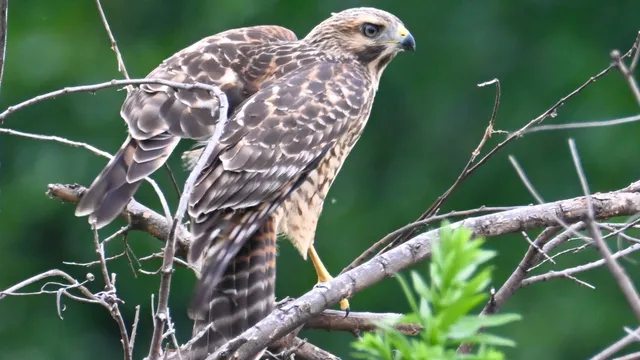 Red-tailed Hawk